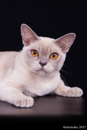 burmese cat