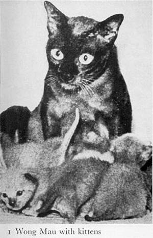 Происхождение бурманской кошки